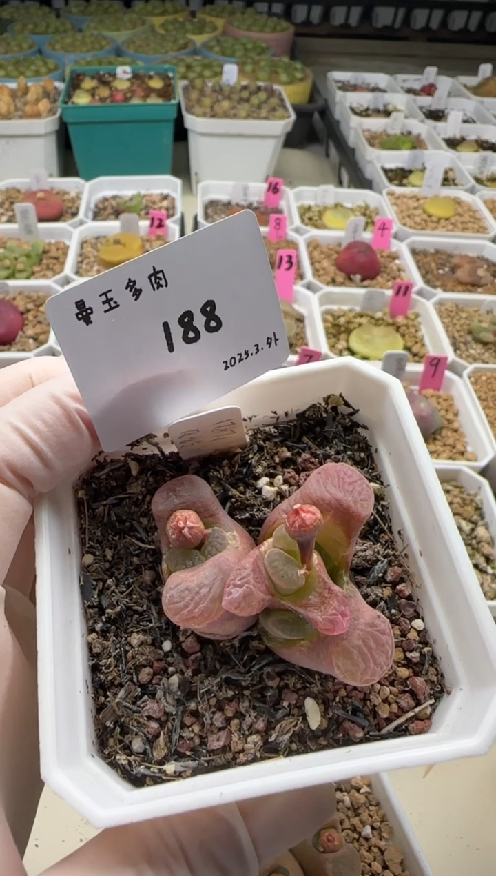 【闪购商品】3.8-188