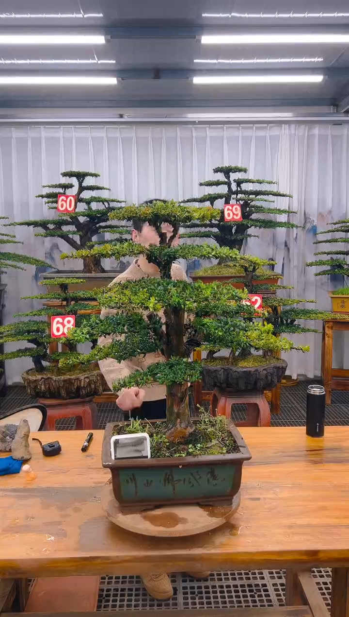 【闪购商品】紫砂精品盆景直播间一物一拍