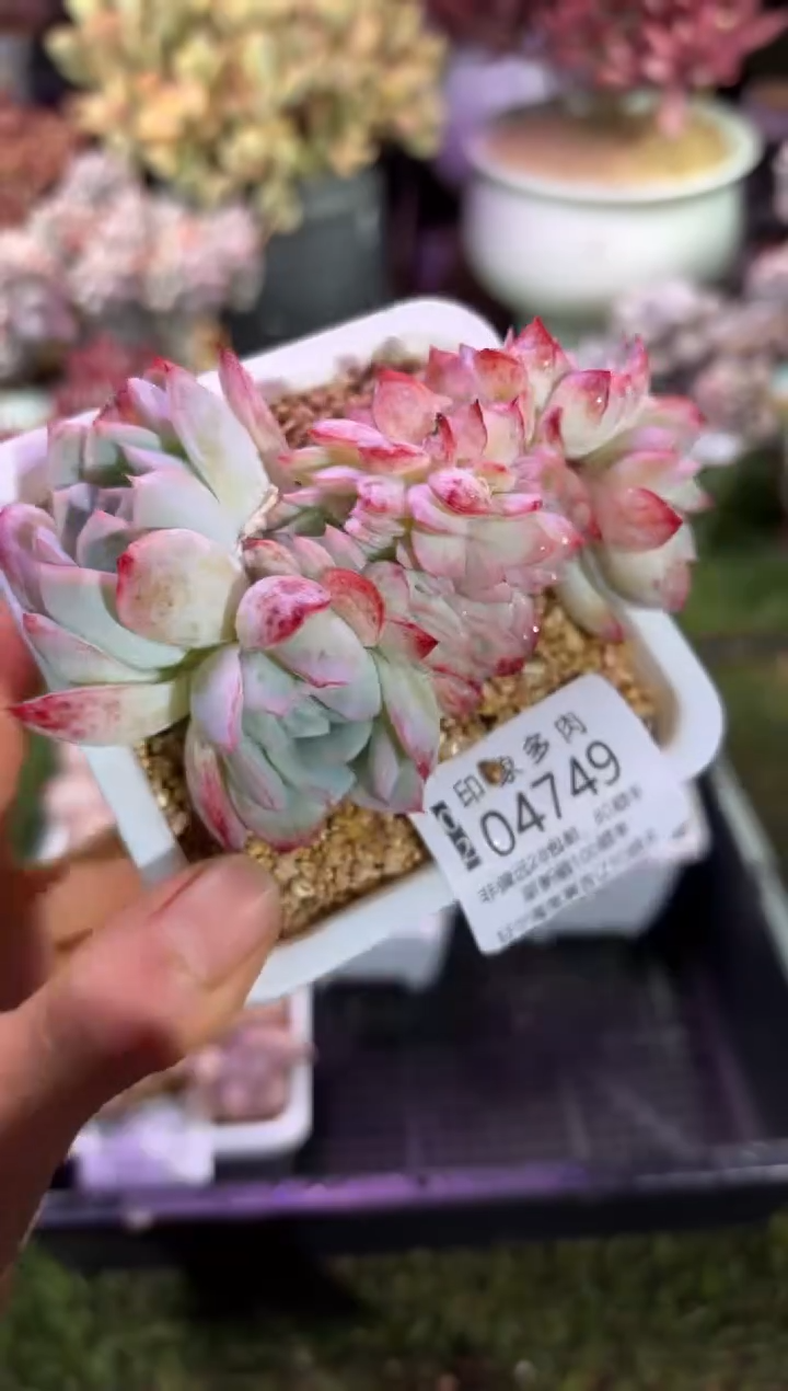 【闪购商品】04749