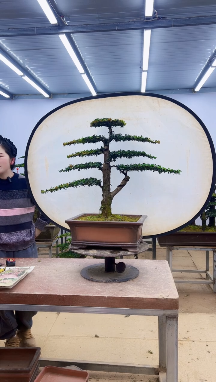 无花朵张一物一拍，所见即所得