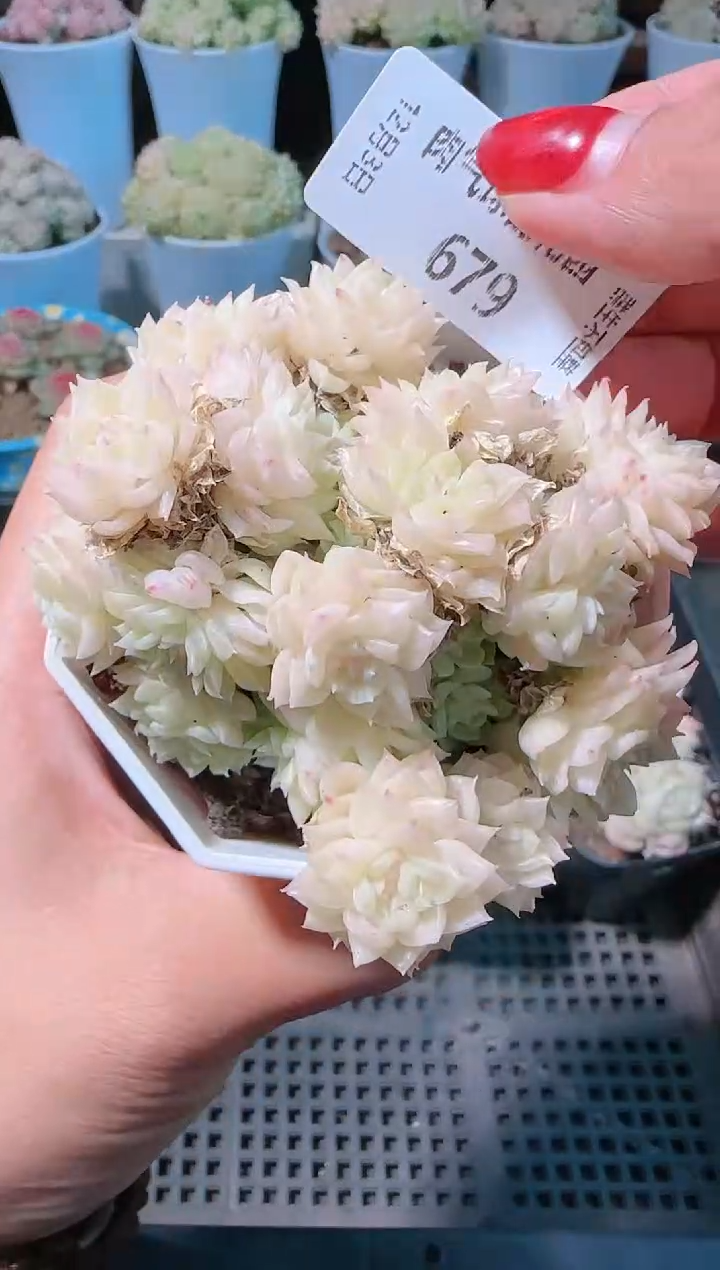 1203-679多肉群生不包整