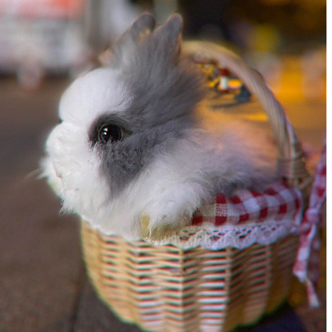 宠物兔生活用品（随机）