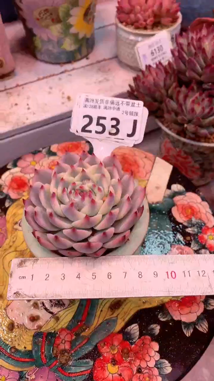 253J 模特区 吉娃娃锦 
