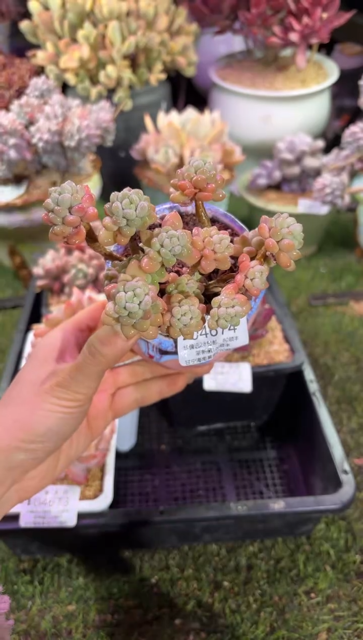 【闪购商品】04674脱土带盆