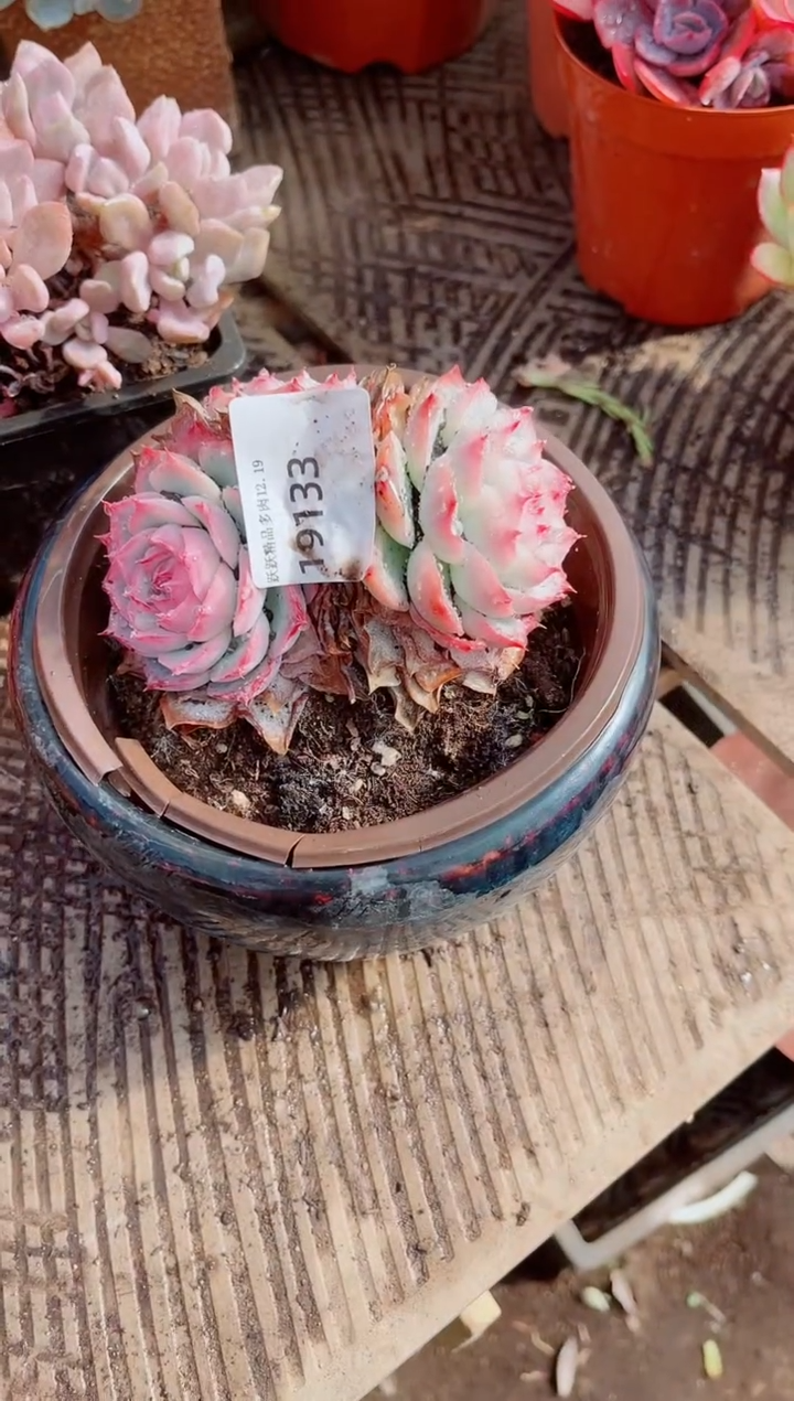 杨****熙跃跃精品多肉19133