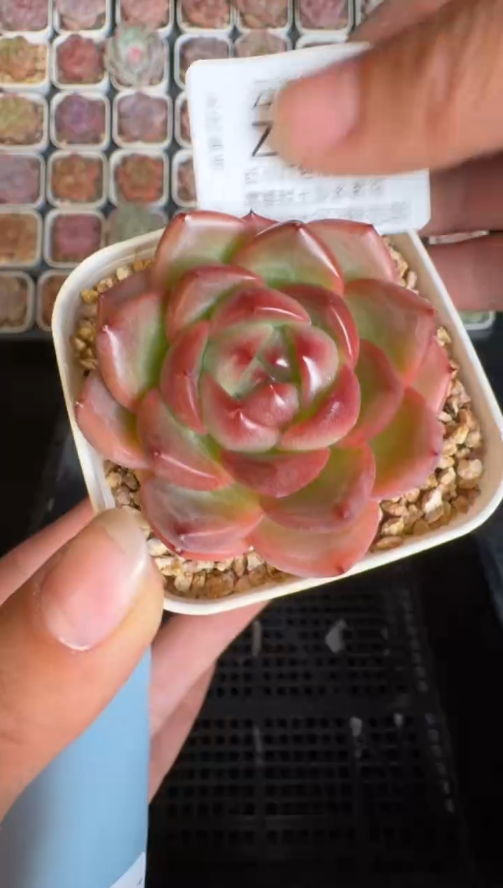 603Z 珍妮多肉(6.5cm杯）一物一拍 带盆土发