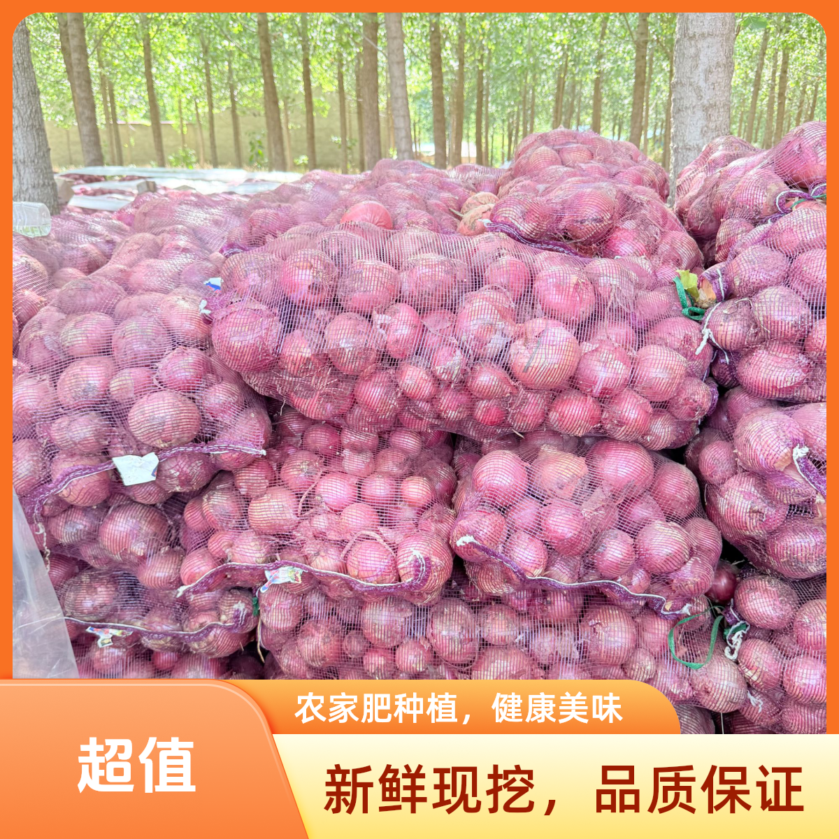 河南农家洋葱清甜多汁生吃爆汁新鲜现挖应季百搭食材炒菜炖肉入味