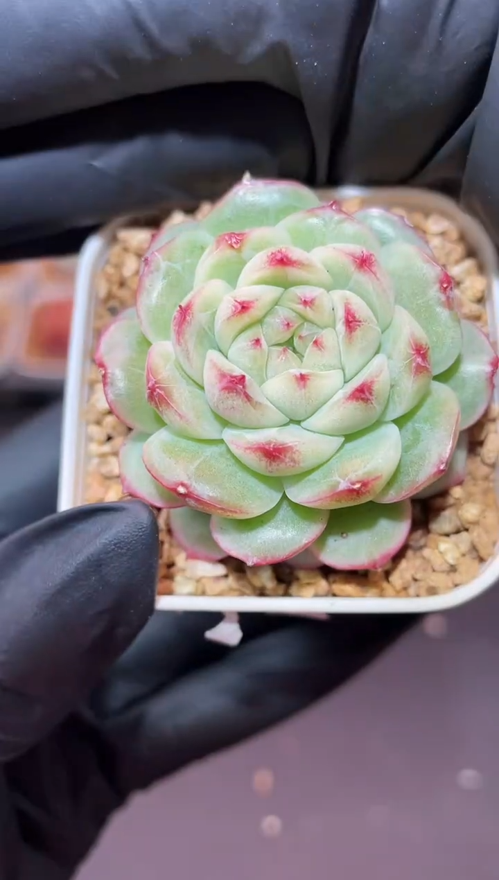 闪购482 视频y系同款多肉一颗  3.8-4厘米