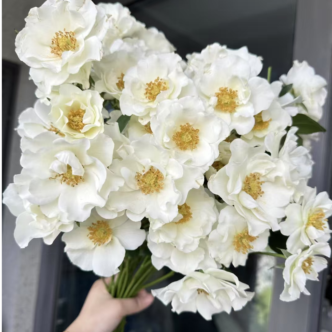 【一品花集】超稀有【婚纱】多头玫瑰 云南昆明基地直发家用鲜花