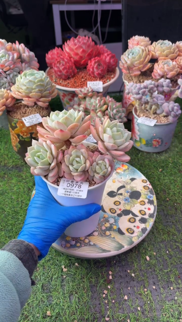 昆明印象多肉0978