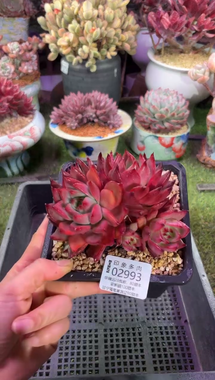 【闪购商品】02993