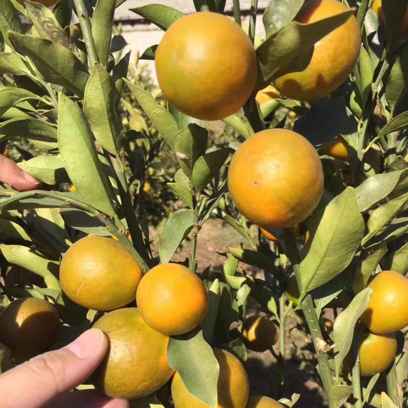 大凉山德昌脆蜜金桔当季新鲜水果脆皮金桔多汁现摘