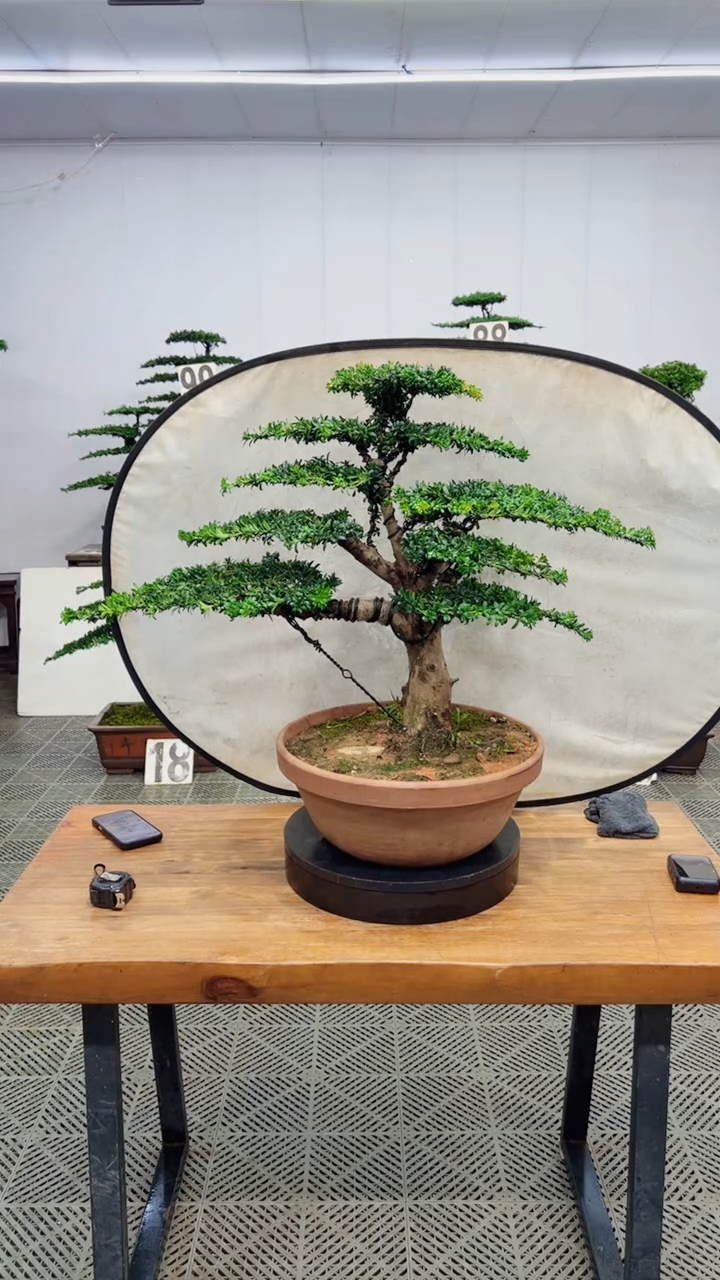 无花朵造型盆景一物一拍