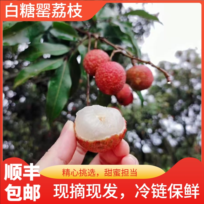【顺丰直达】正宗广东茂名高州头茬白糖婴荔枝大果 新鲜现摘现发