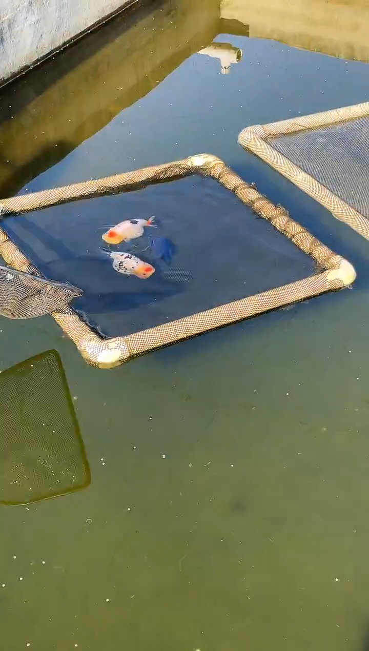 金鱼管水娃娃观赏鱼兰寿金鱼  不包邮