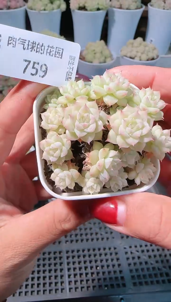 1203-759多肉群生不包整