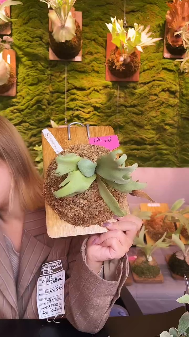 不开花植物nu 北极星 小体