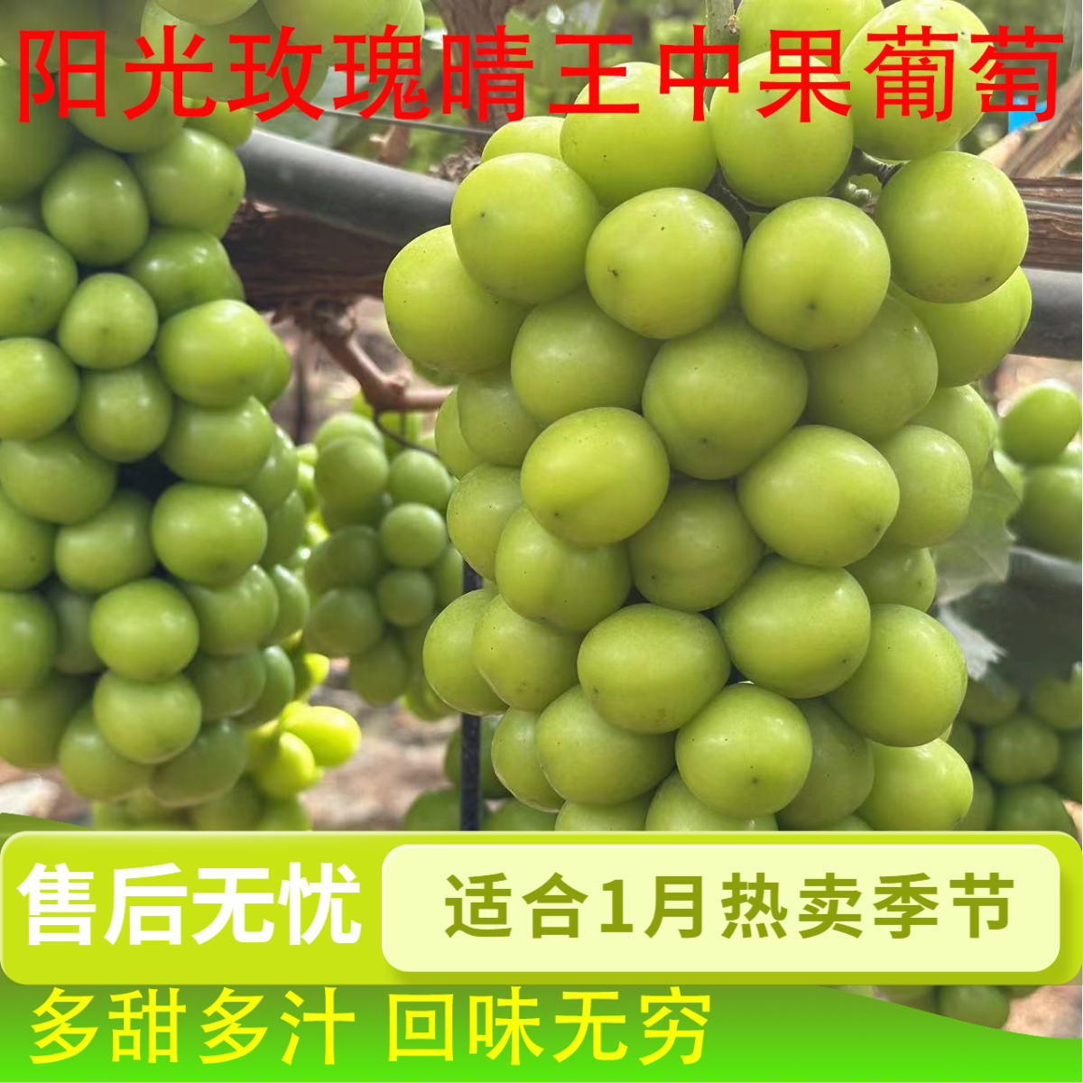 阳光玫瑰葡萄园林晴王中级果