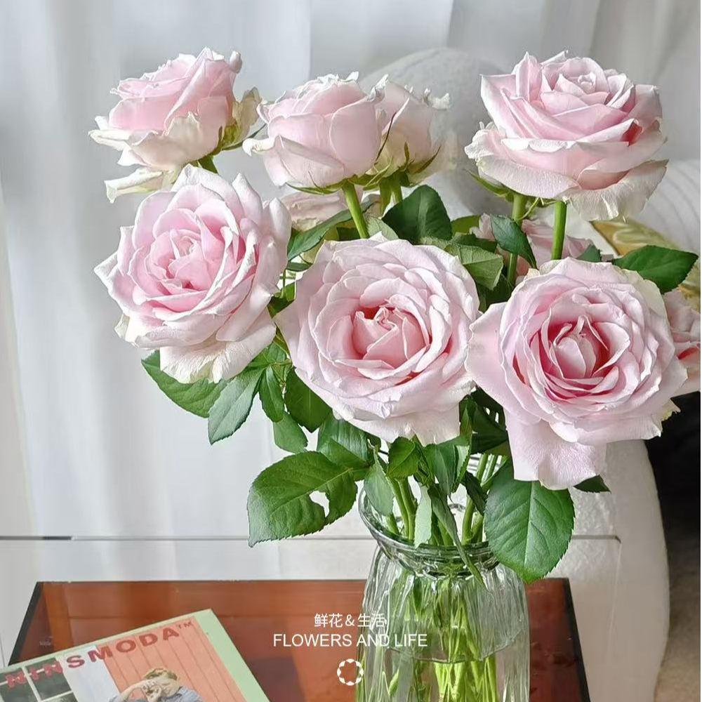 花無凡【粉红雪山单头玫瑰10支】【3单送配草，5单送配花】