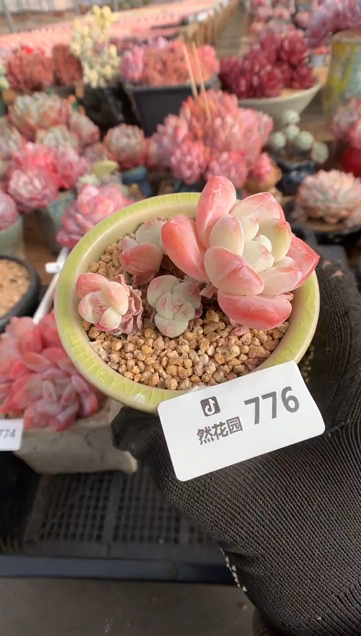 776冰玉多肉植物一物一拍