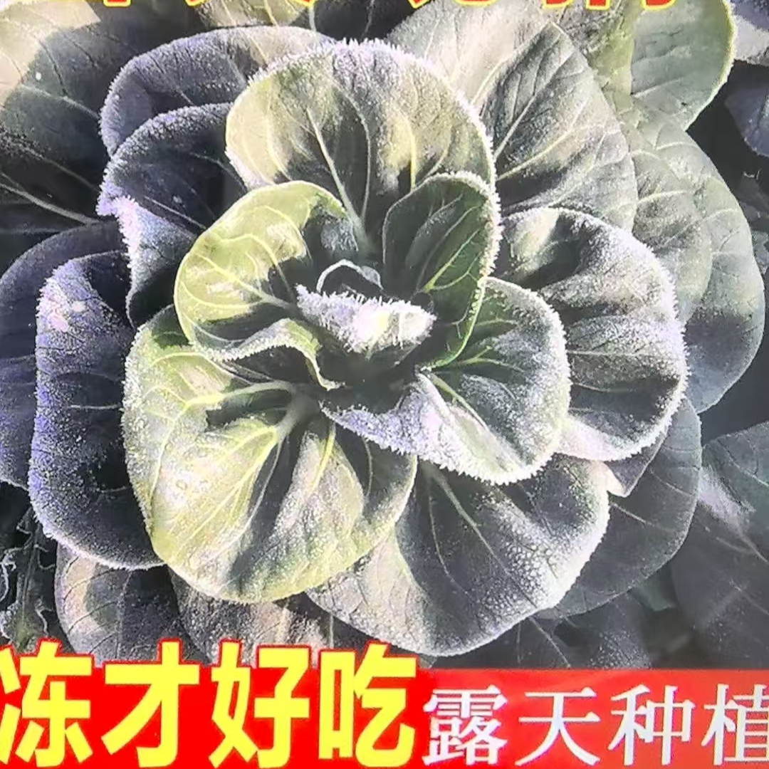 【顺丰快递】苏北 华姐农家露天现采现摘的青菜