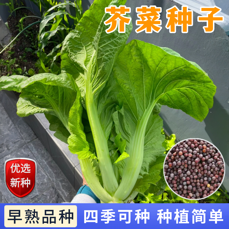 【全店满5包包邮】包心芥菜种子钙菜酸菜制作庭院阳台四季生长