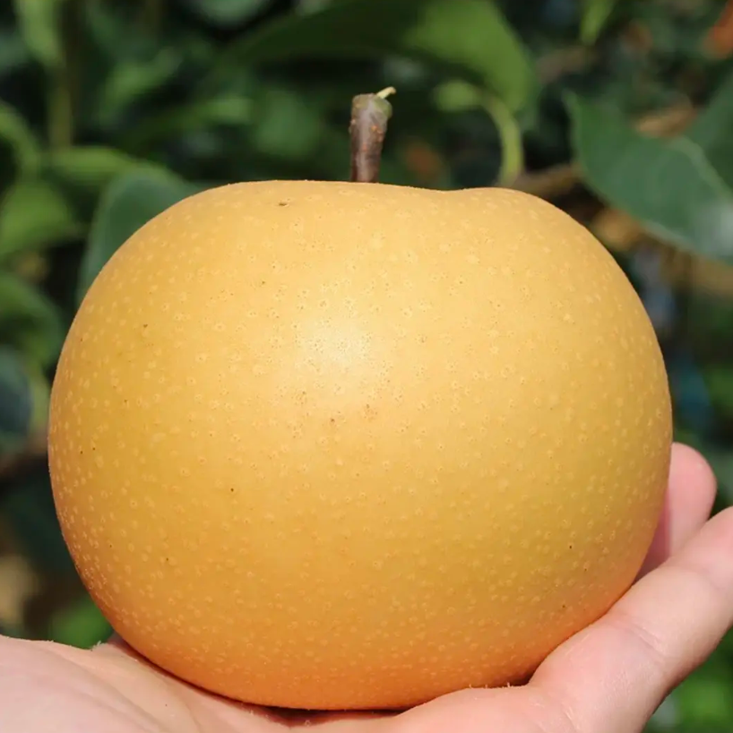 秋月梨单果800克--1000克