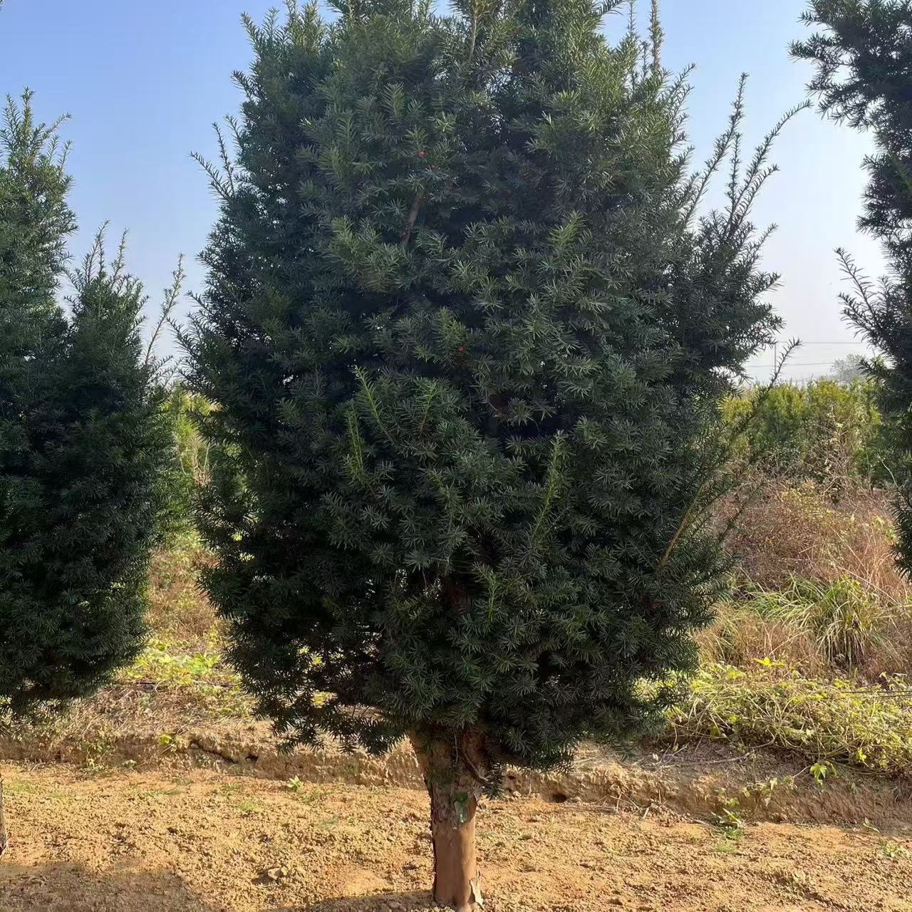 正宗曼地亚红豆杉盆景苗庭院景观树四季春常青耐寒植物带果发货