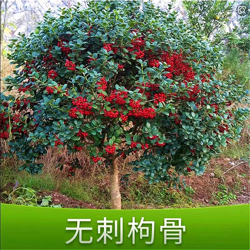 无刺枸骨金玉满堂鸿运果耐寒耐热盆栽地栽四季长青别墅庭院长寿