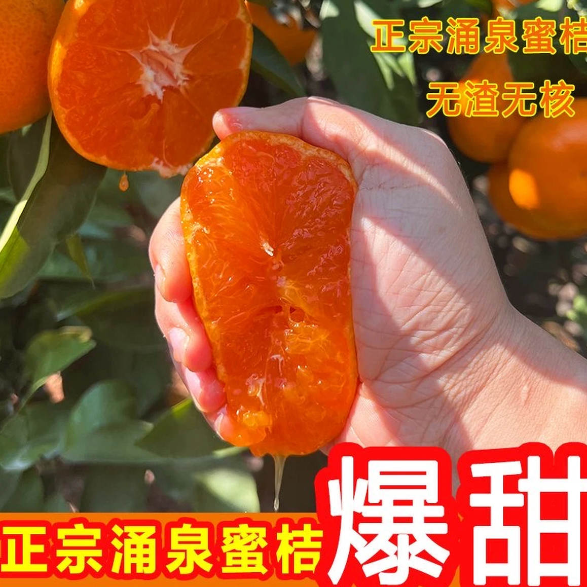 【明天到】正宗浙江临海涌泉高山蜜桔涌泉镇发货无核无籽入口化渣现摘高糖孕妇老人小孩礼盒装送礼必备浙江省