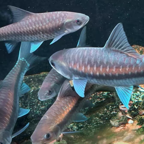 福利异口蓝吉罗（售后需要完整无中断的开箱视频）