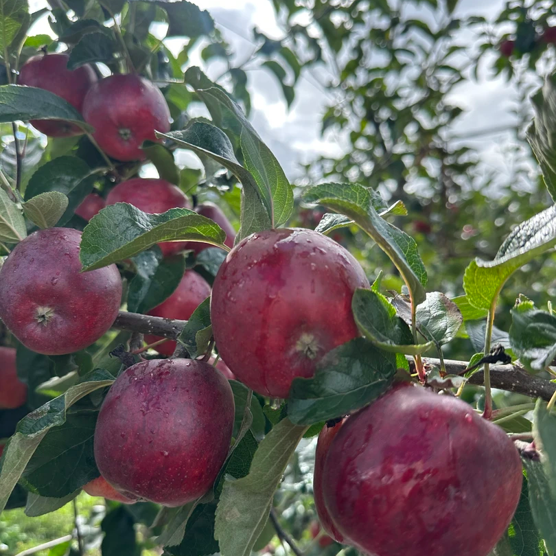 西藏山南3750晚熟富士苹果高原种植新鲜现摘脆甜多汁水果