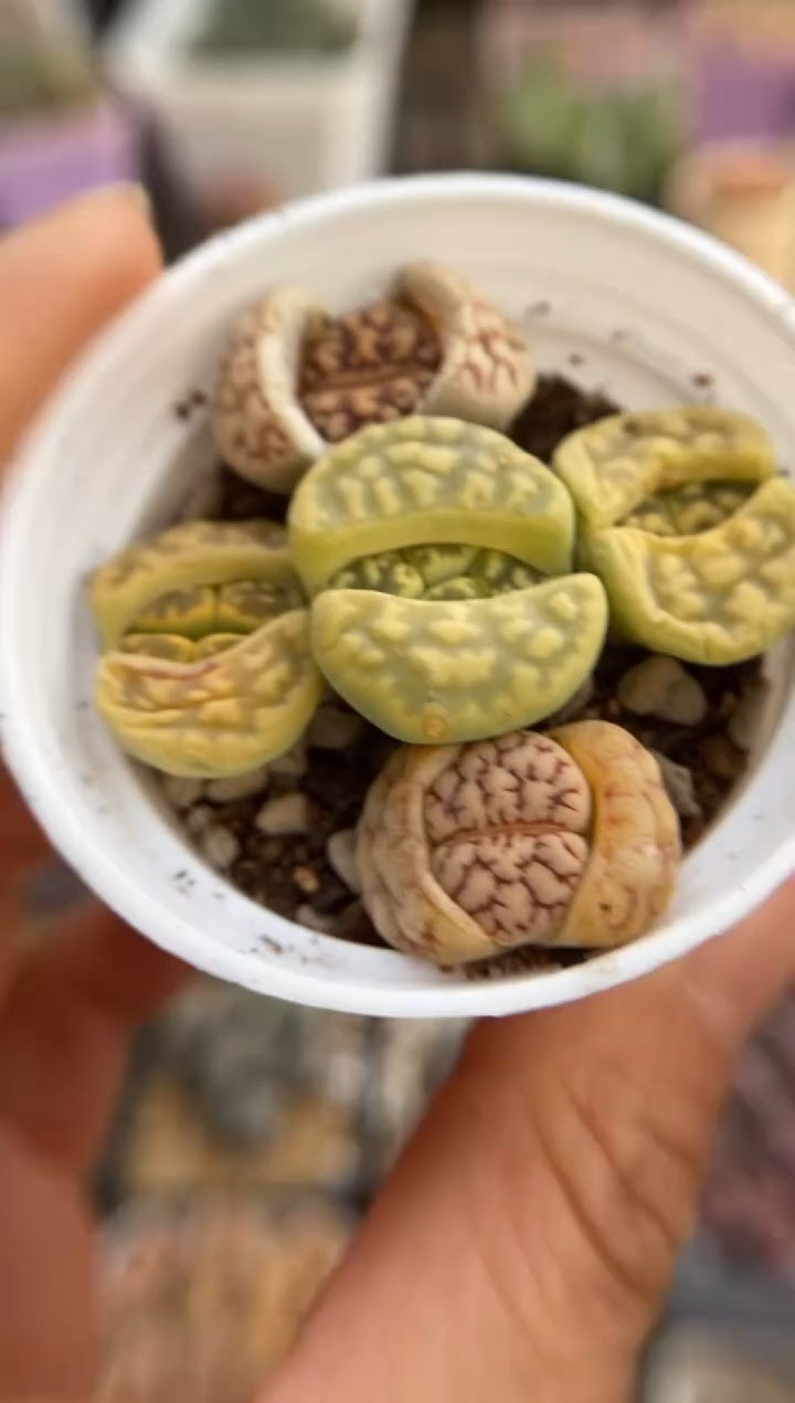 【闪购商品】9121直播一物一拍