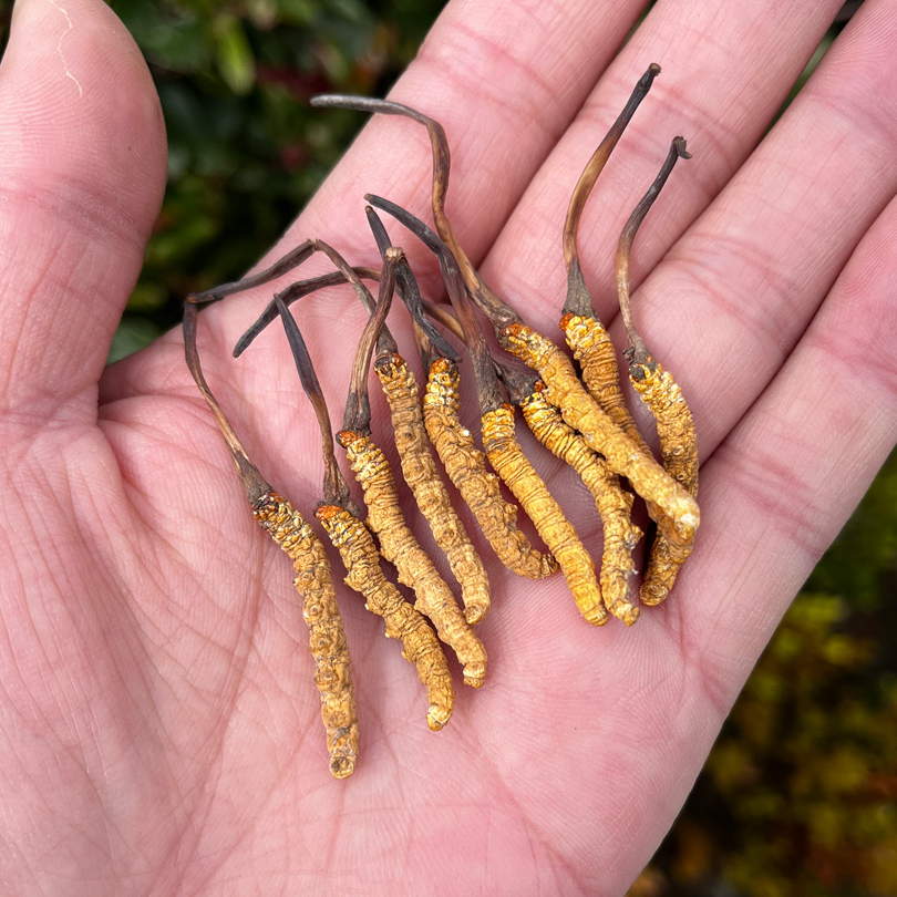 【西藏兄弟】冬虫夏草(中个10根)3.3g