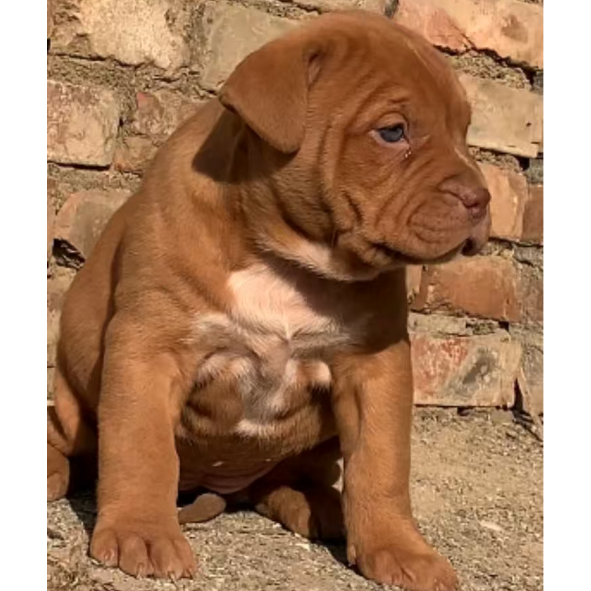 （老表比特）T狗狗活体