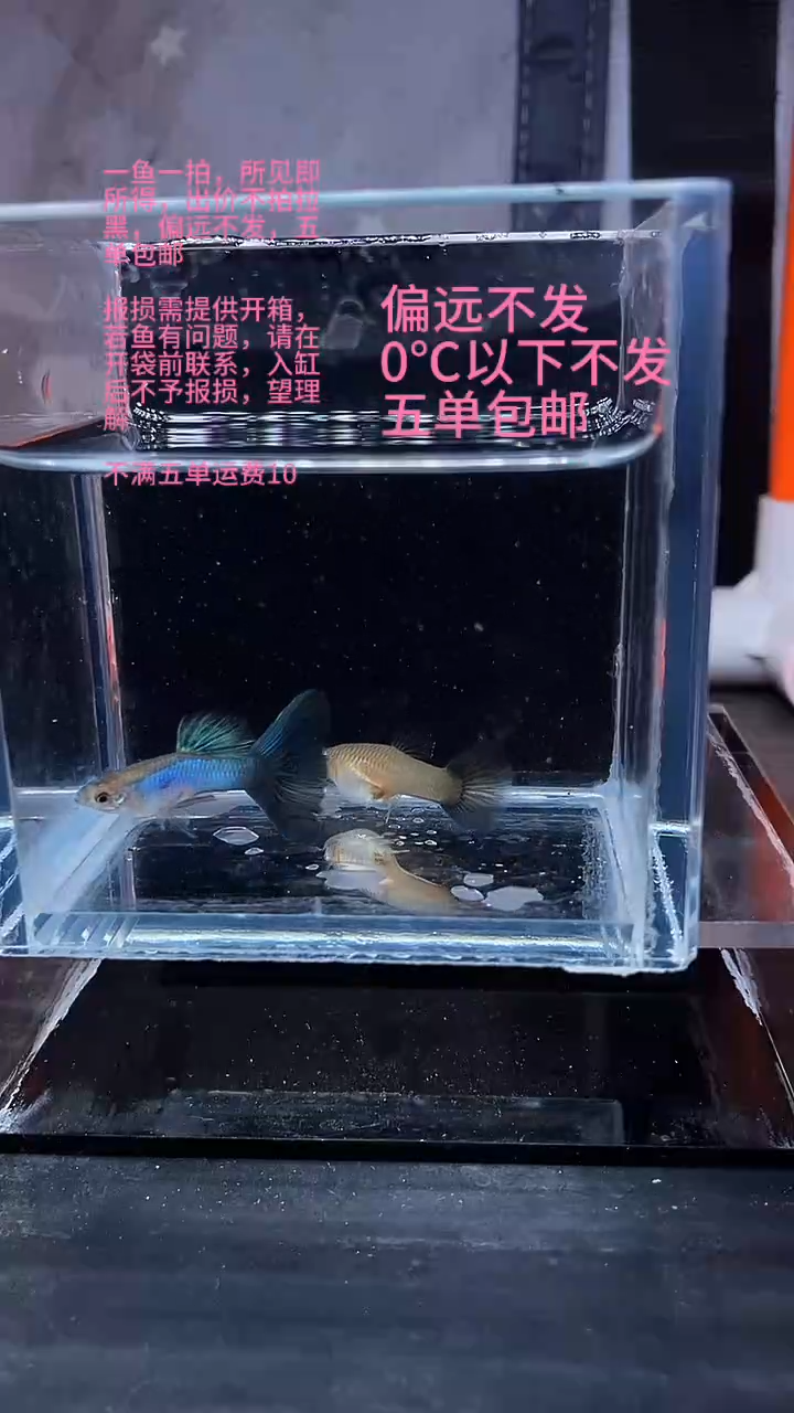 孔雀鱼孔雀鱼 22