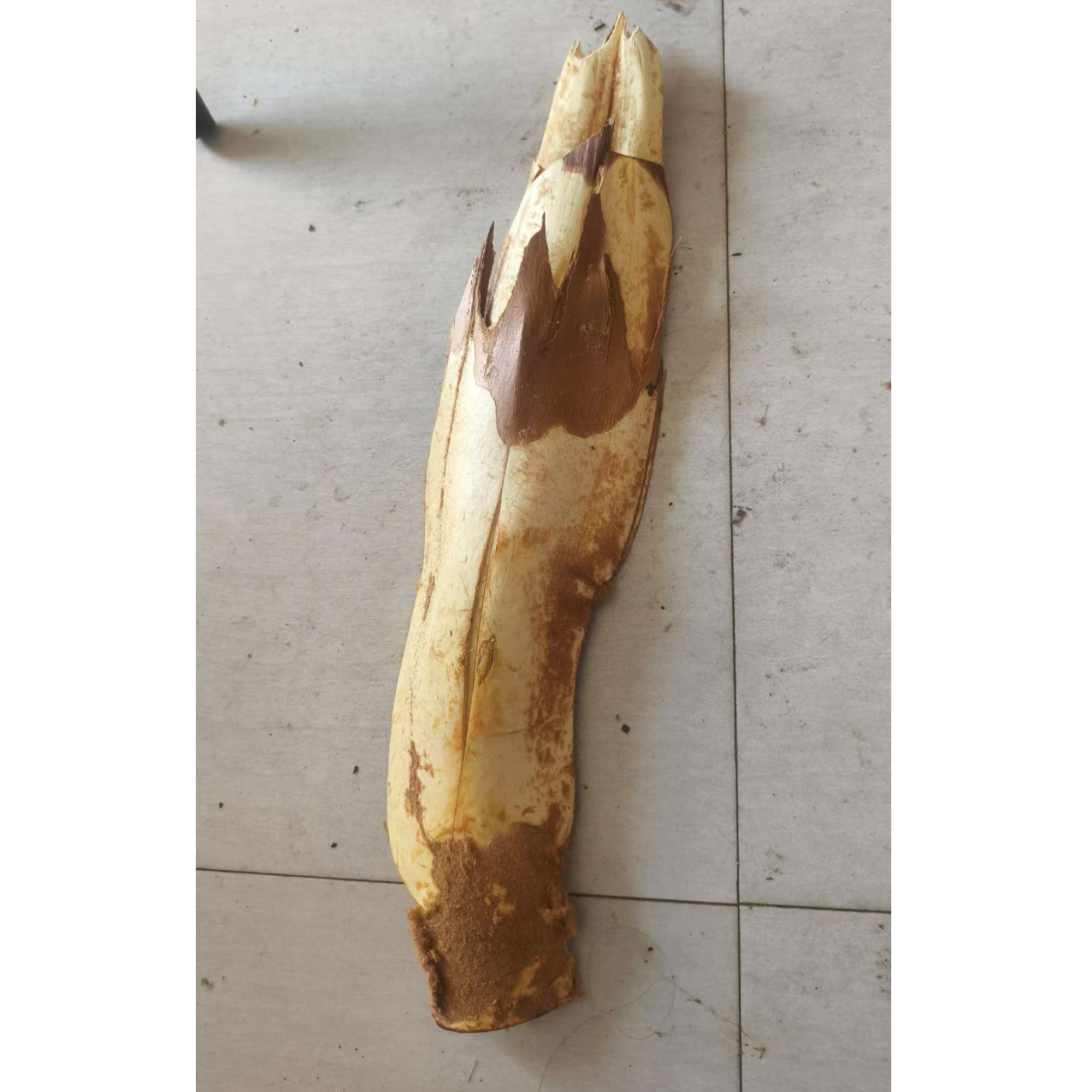 江西赣南新鲜带壳棕包棕包米棕包花特产蔬菜