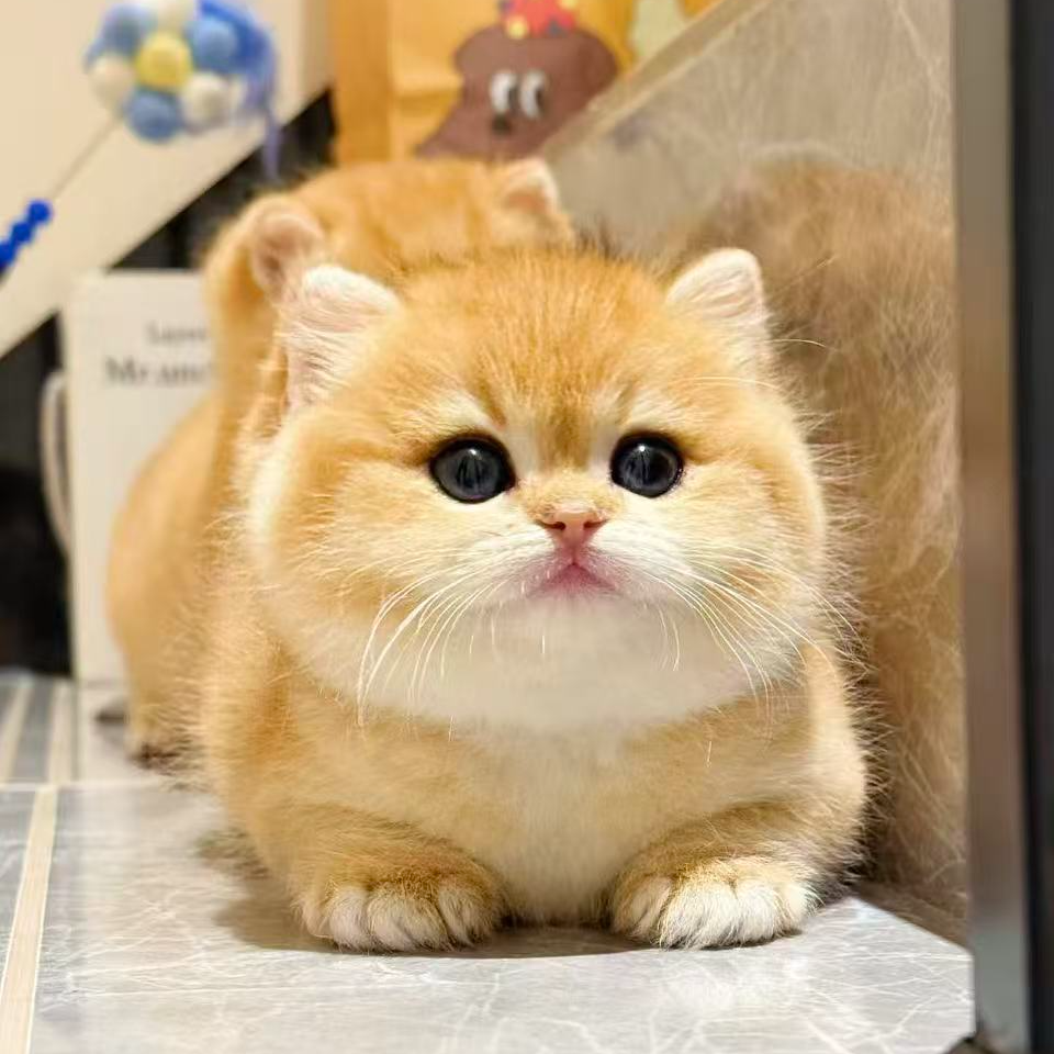 金渐层 熊版金渐层英短渐层 12色金渐层 蓝金渐层 紫金渐层