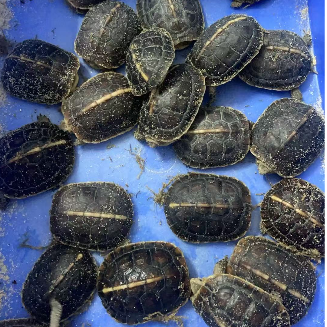 【直播选龟链接】宠物观赏龟 黄缘 国龟半水好养互动 