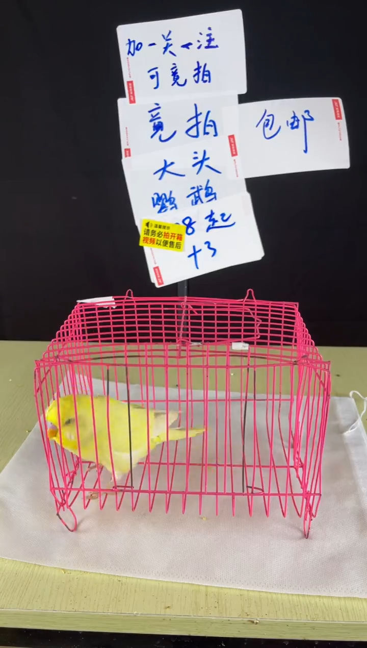 虎皮鹦鹉特色大头