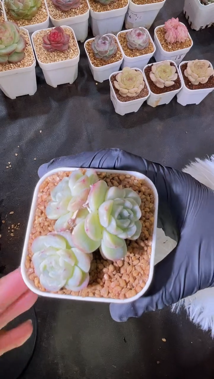 2574 小殿下群3-4厘米 量拍发一颗