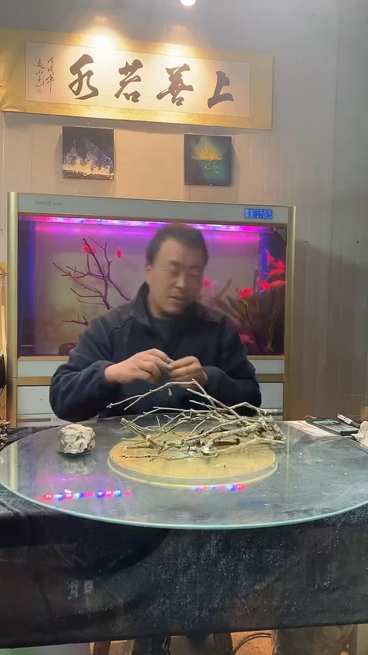 直播间黄栎木01号