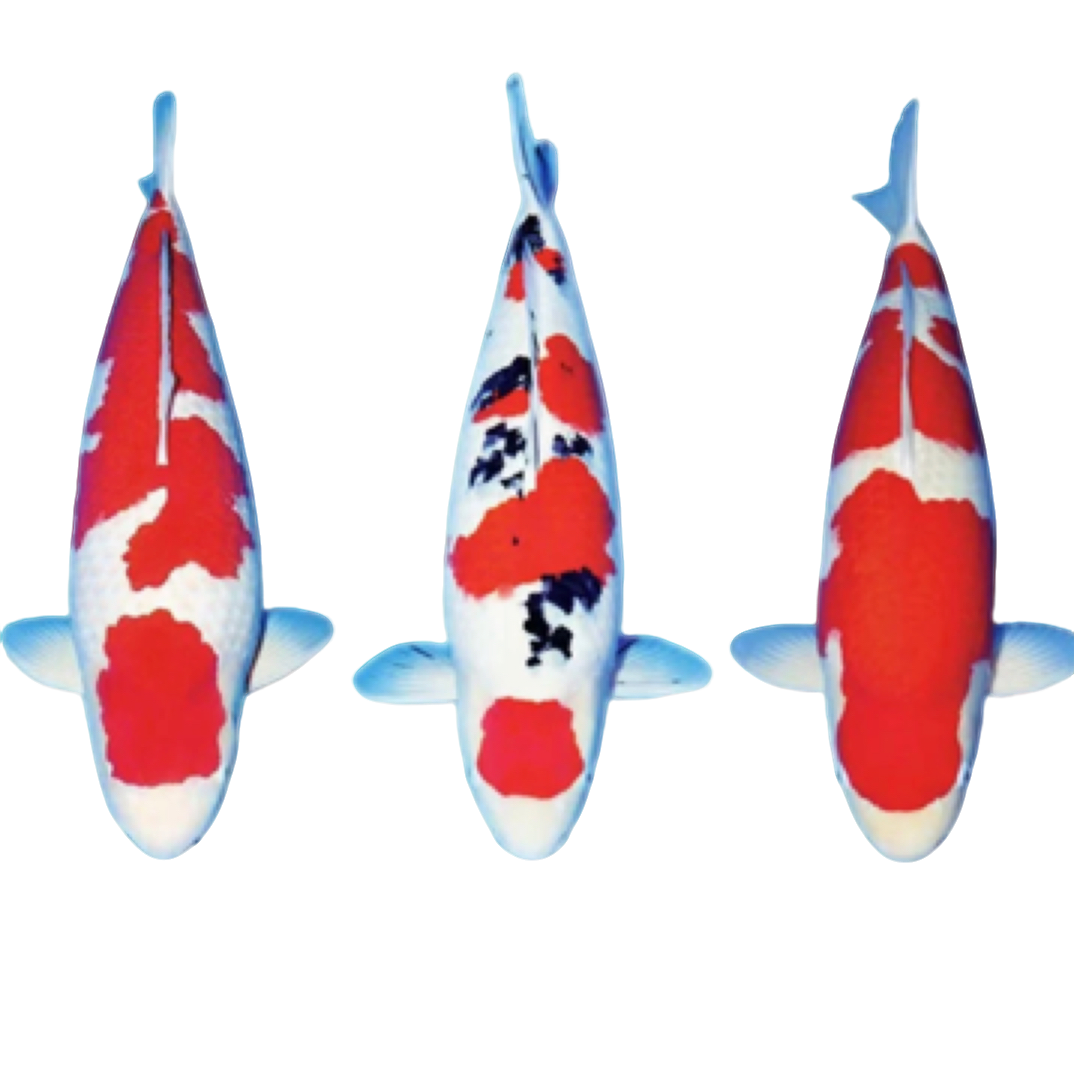 淘汰锦鲤30随机条观赏鱼冷水淡水活体鱼