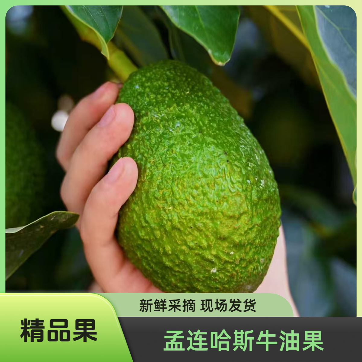 【精品果】正宗云南哈斯牛油果160-200g新鲜采摘当季水果孕妇孟连