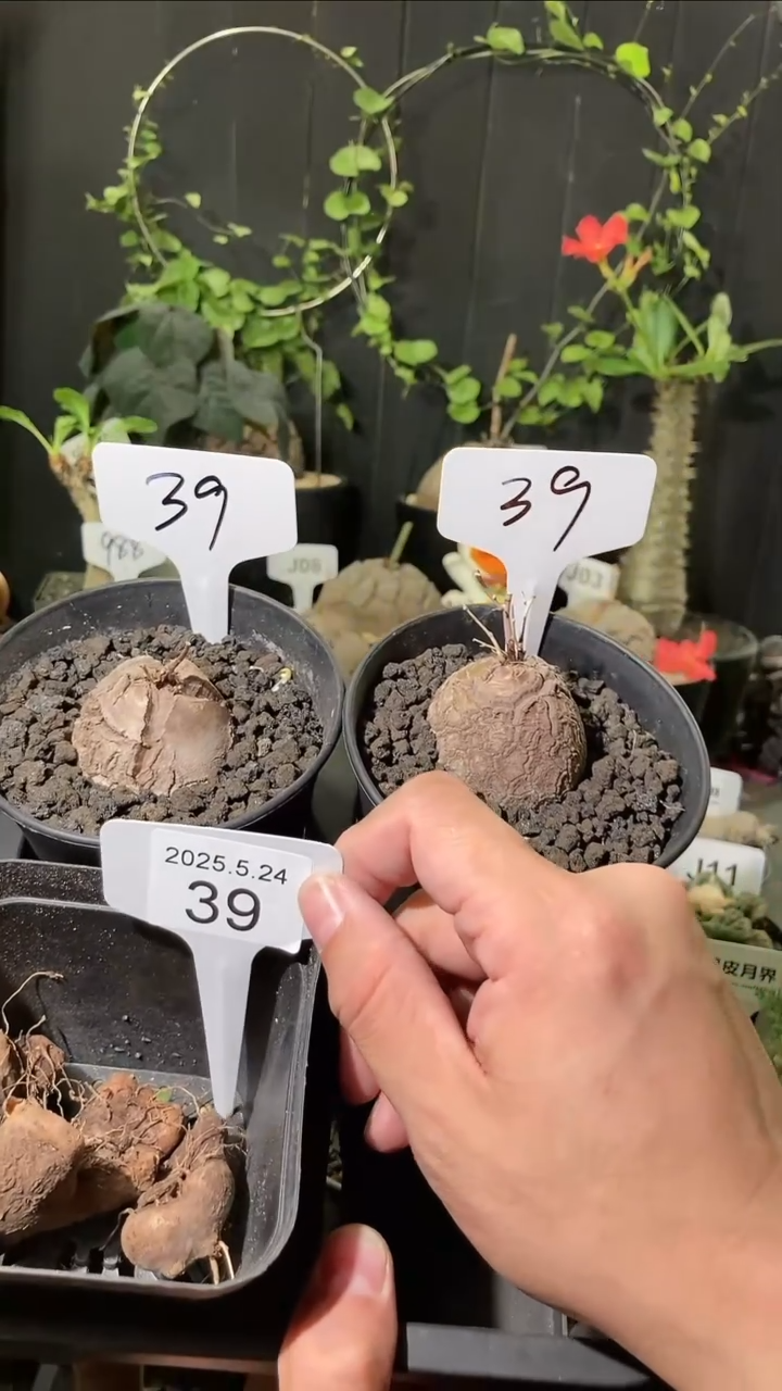39号5.24南非龟甲龙一组送半球