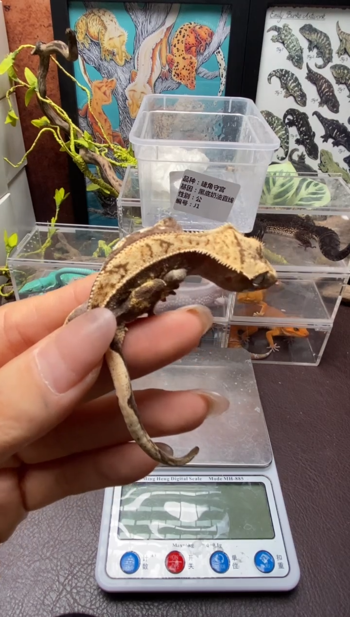 睫角守宫鳞与尾 Scale Tail 爬宠J1