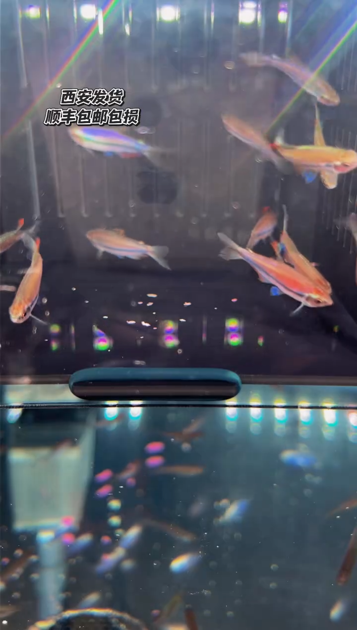 灯科鱼不**时超红1条