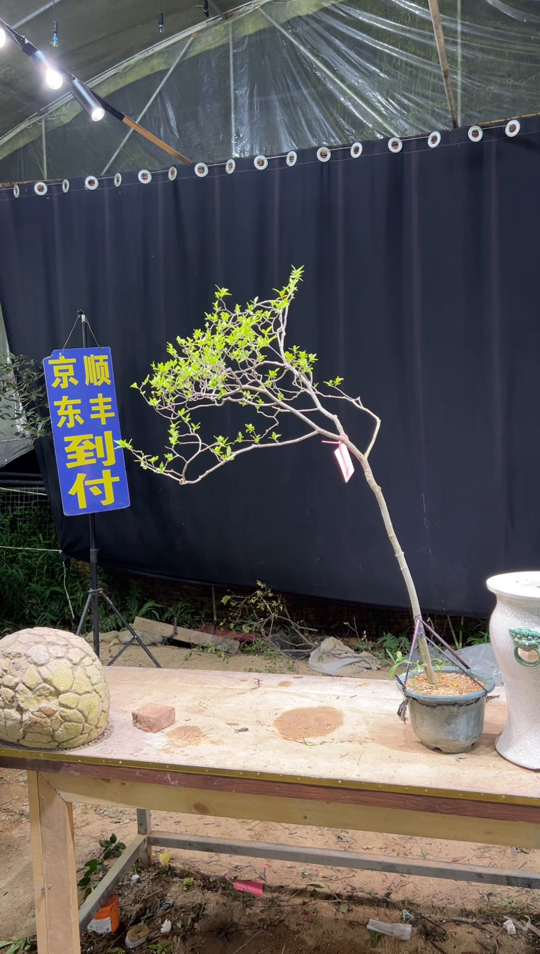 当前无花朵，栽培后可花朵好****你  海岛栀子花