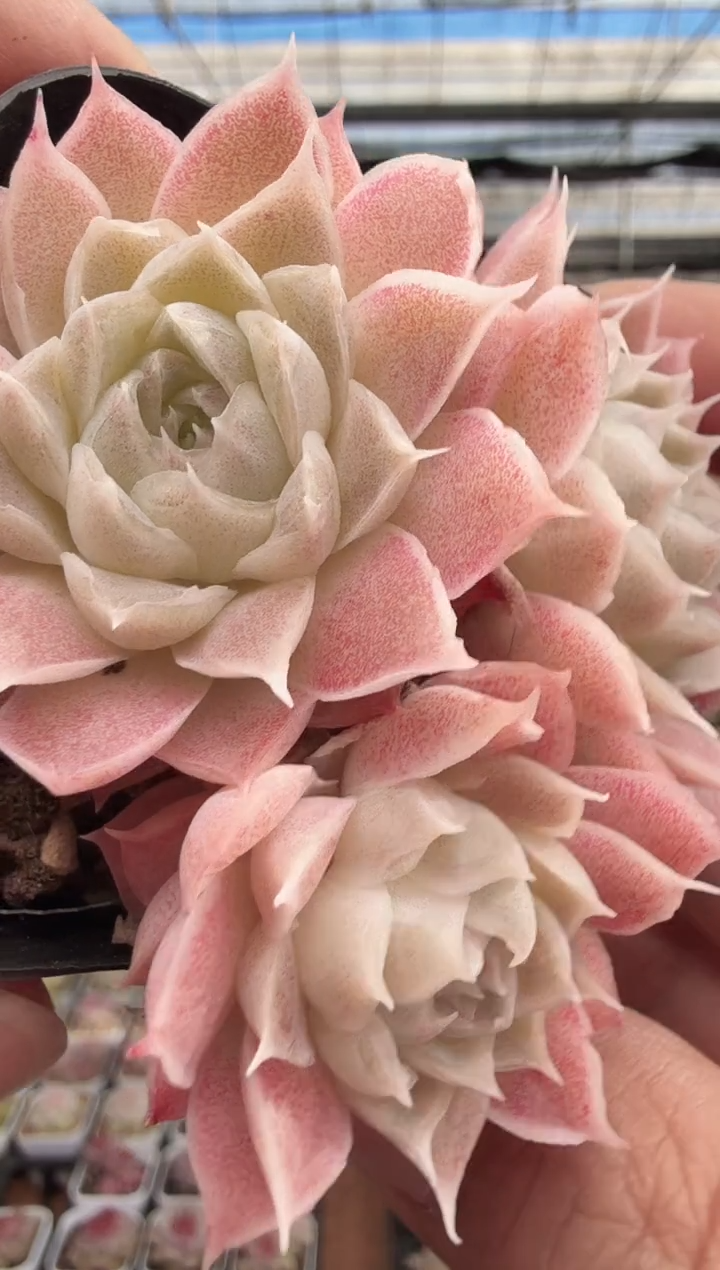 东云多肉园新款-248