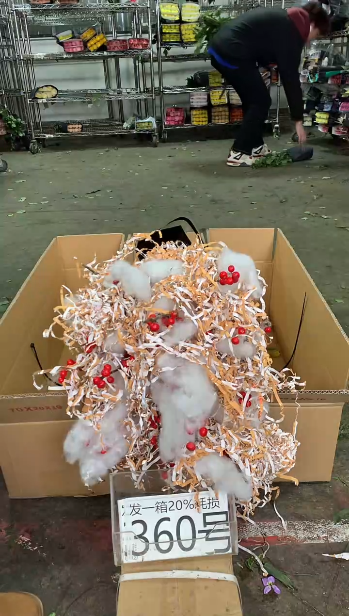 360号♥中通含20%耗损发一箱冬青